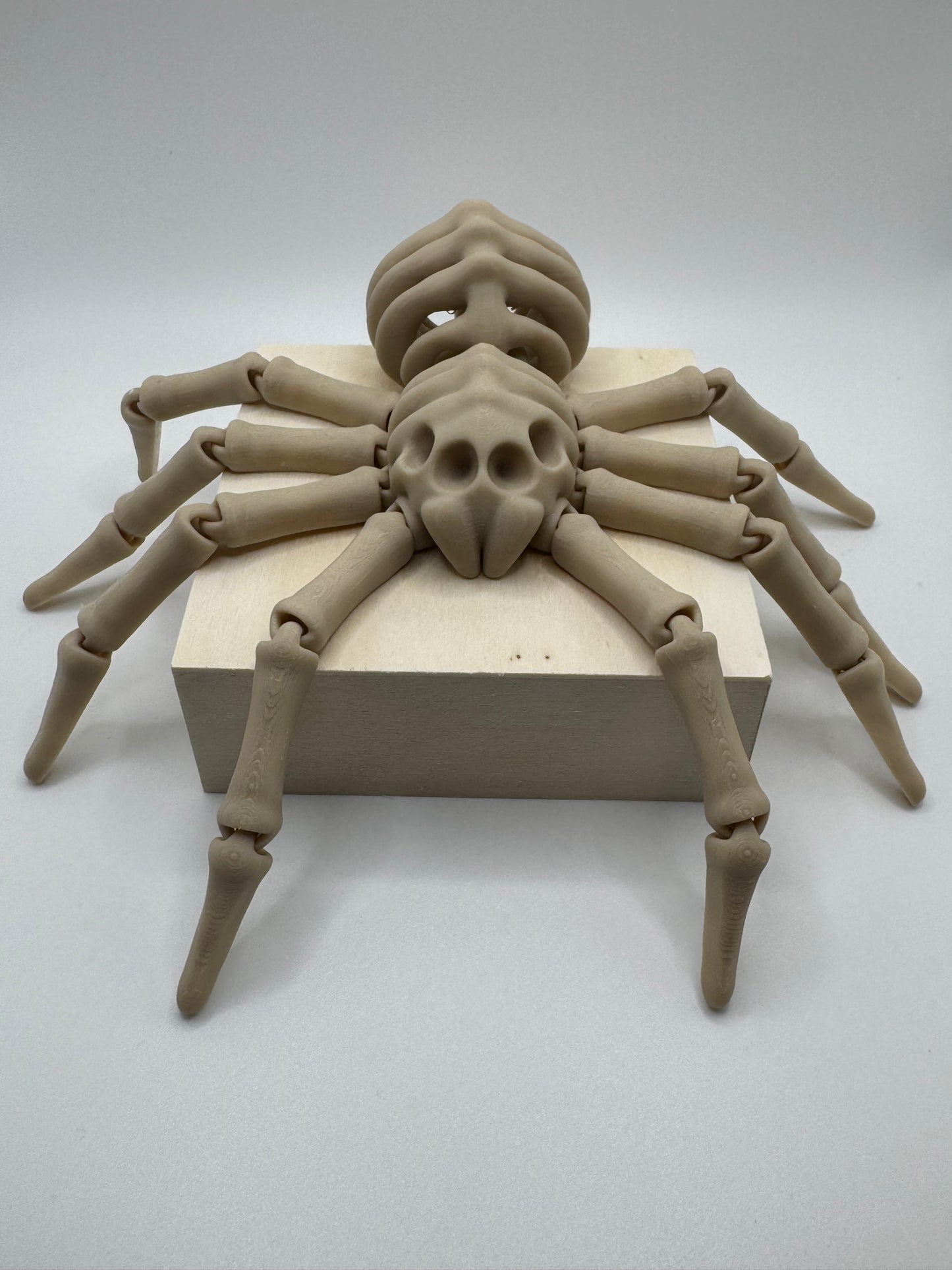 Spider Skeleton