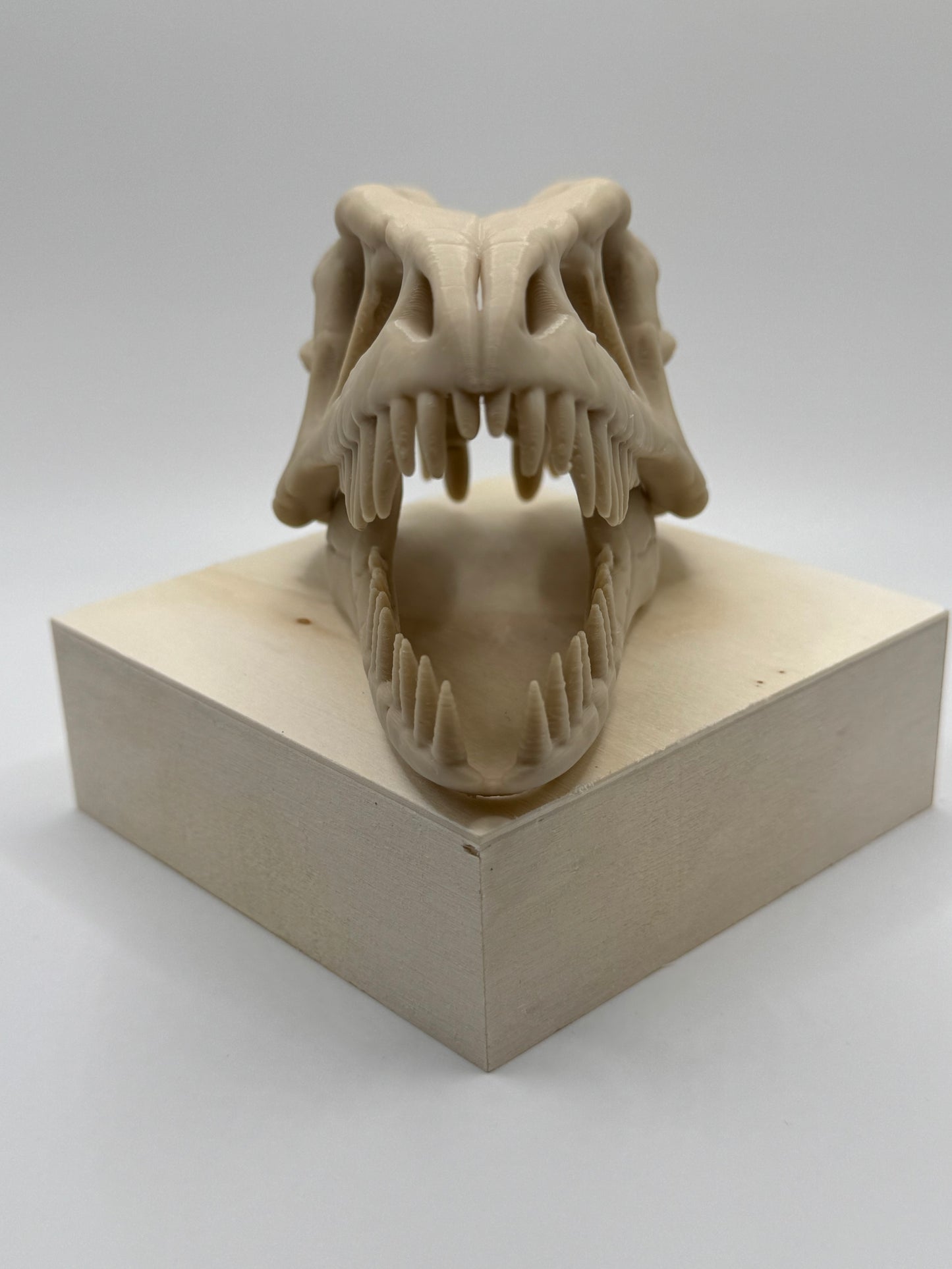 Dinosaur Skull