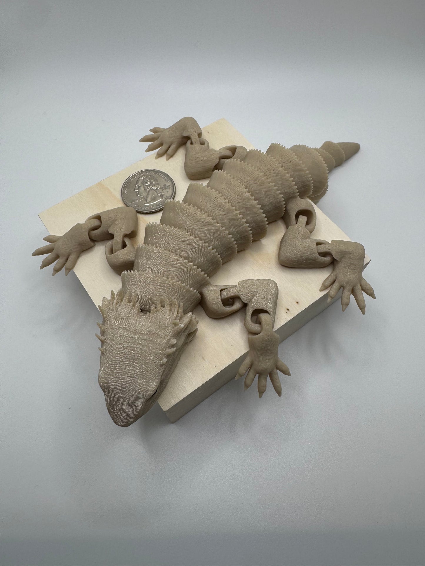 Bearded Dragon