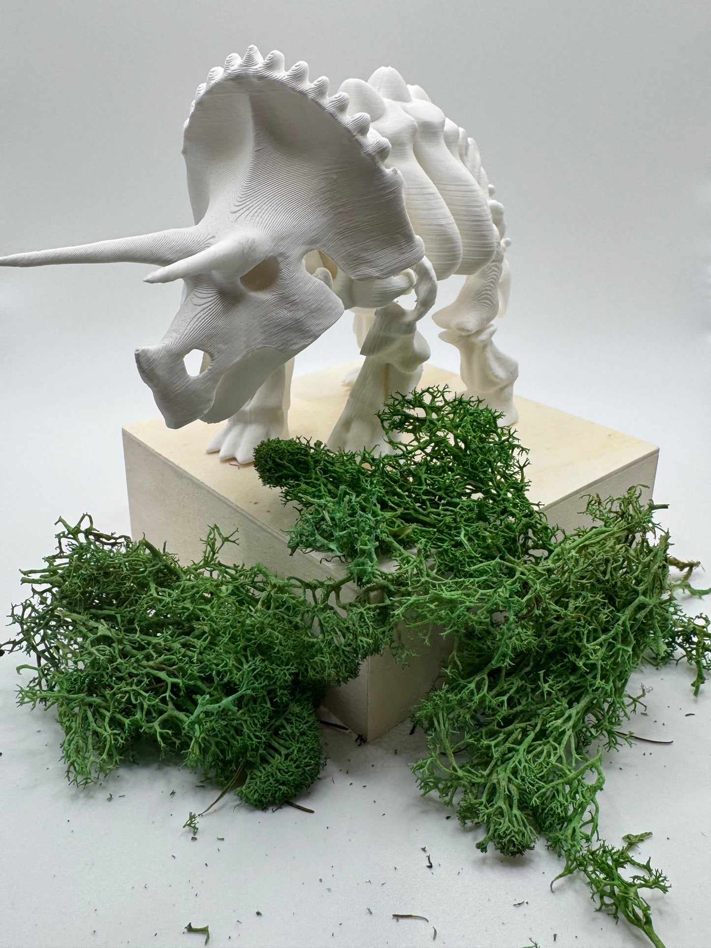 Triceratops Bones