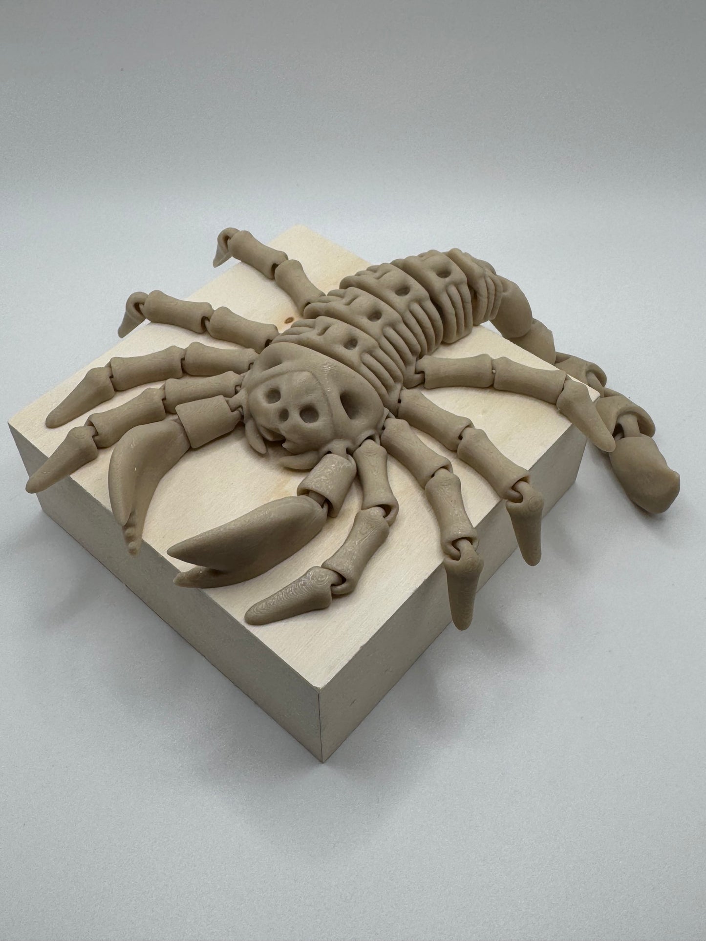 Scorpion Skeleton