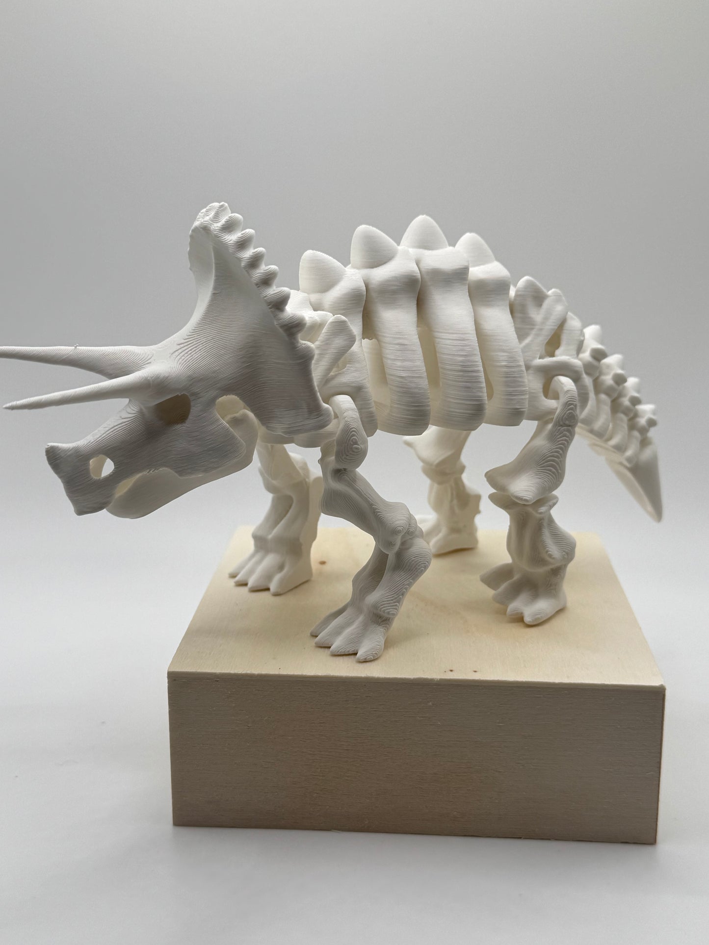 Triceratops Bones