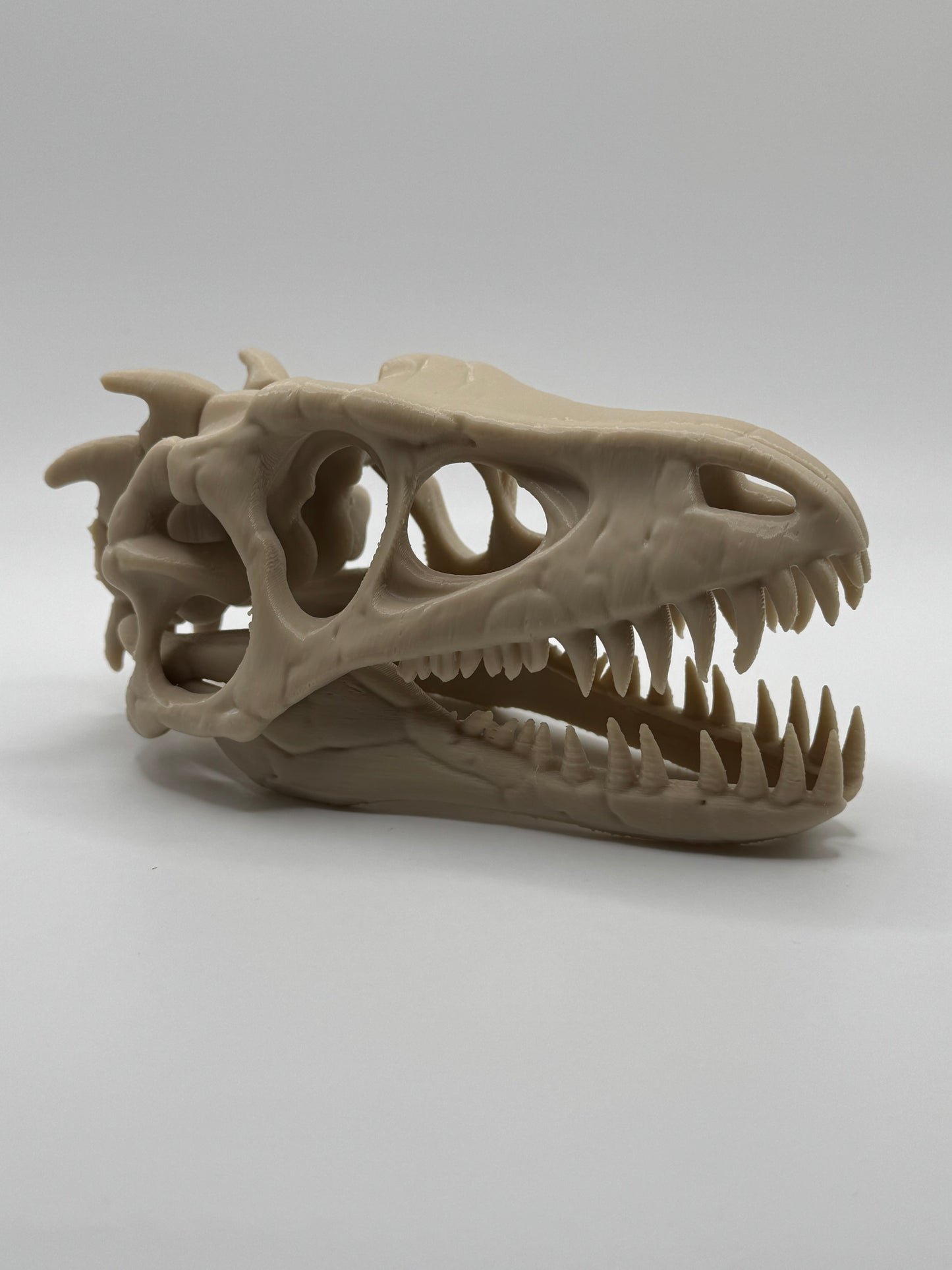 Dinosaur Skull