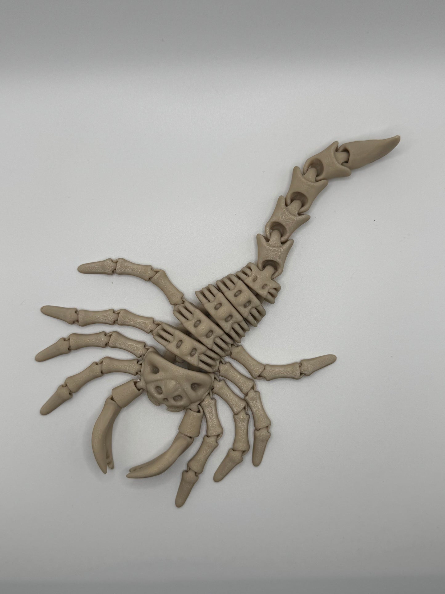 Scorpion Skeleton