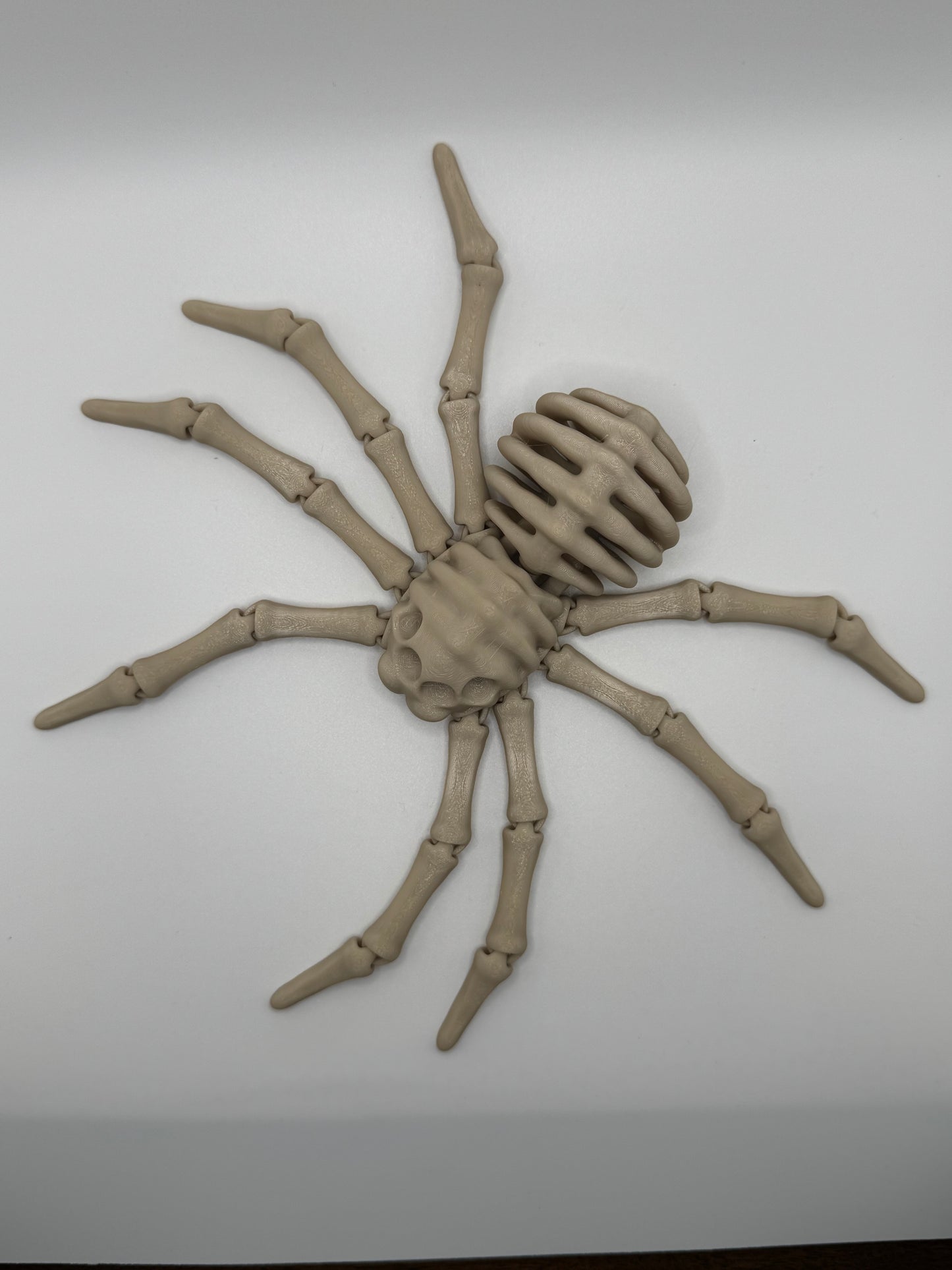 Spider Skeleton