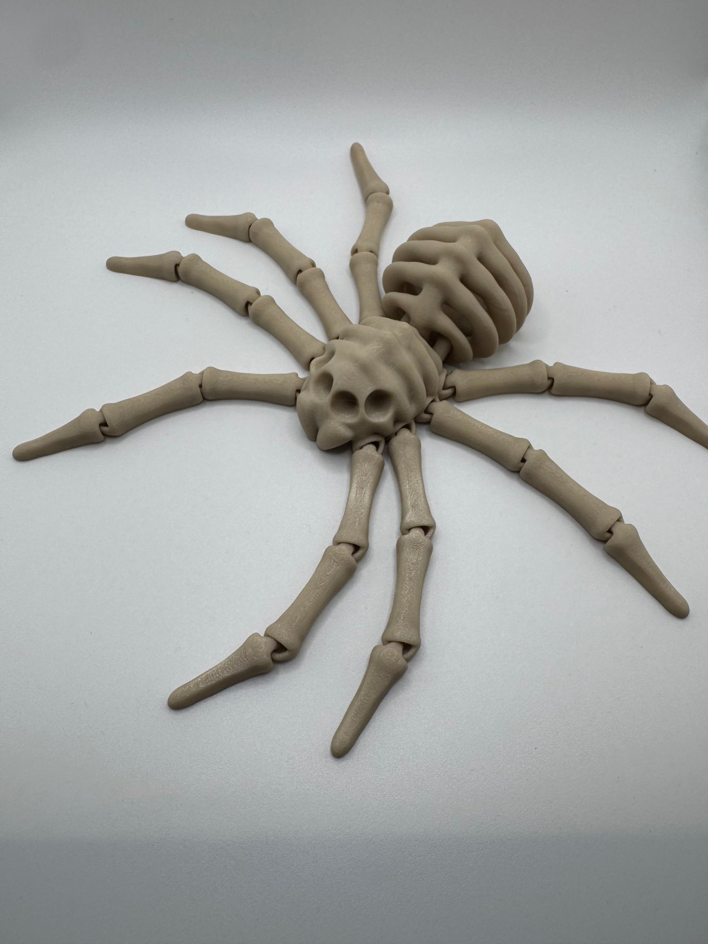 Spider Skeleton