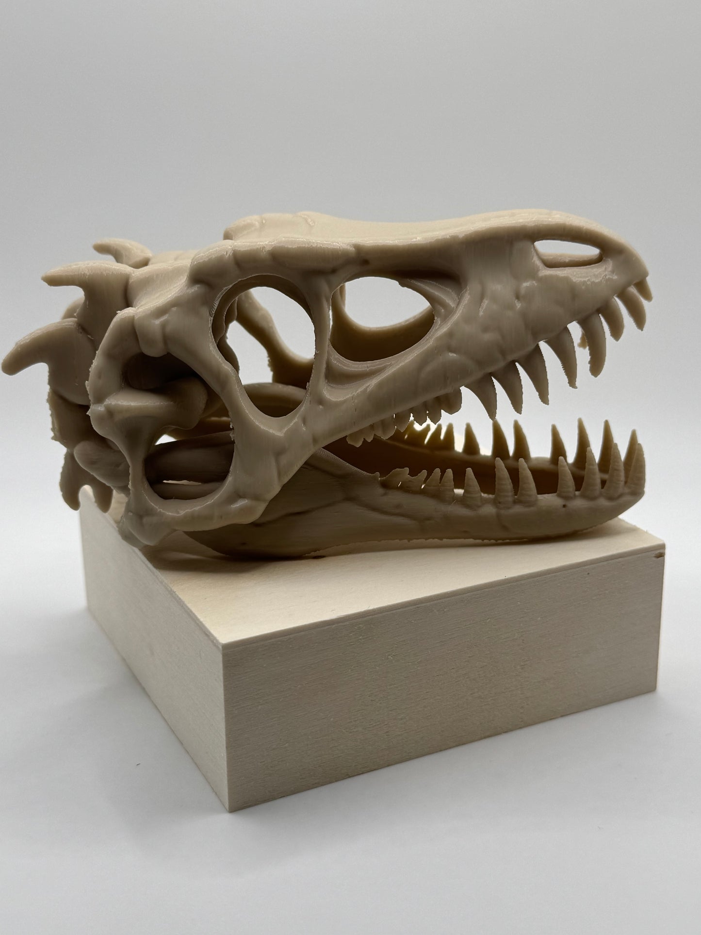 Dinosaur Skull